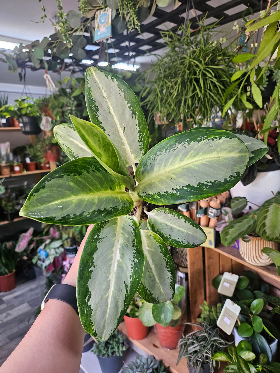 Thumbnail: Aglaonema collection 