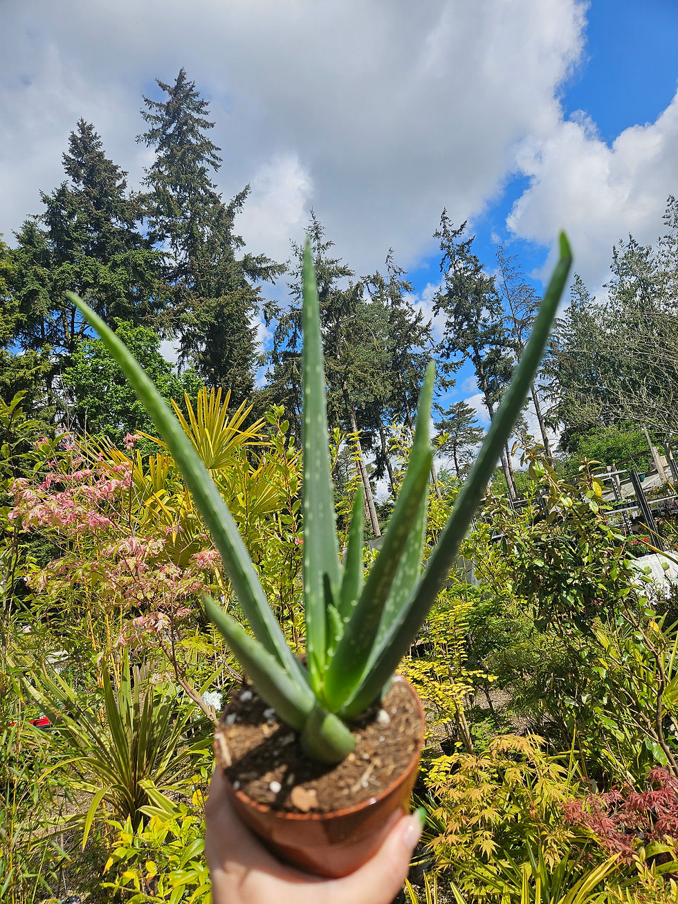 Thumbnail: Aloe Vera 