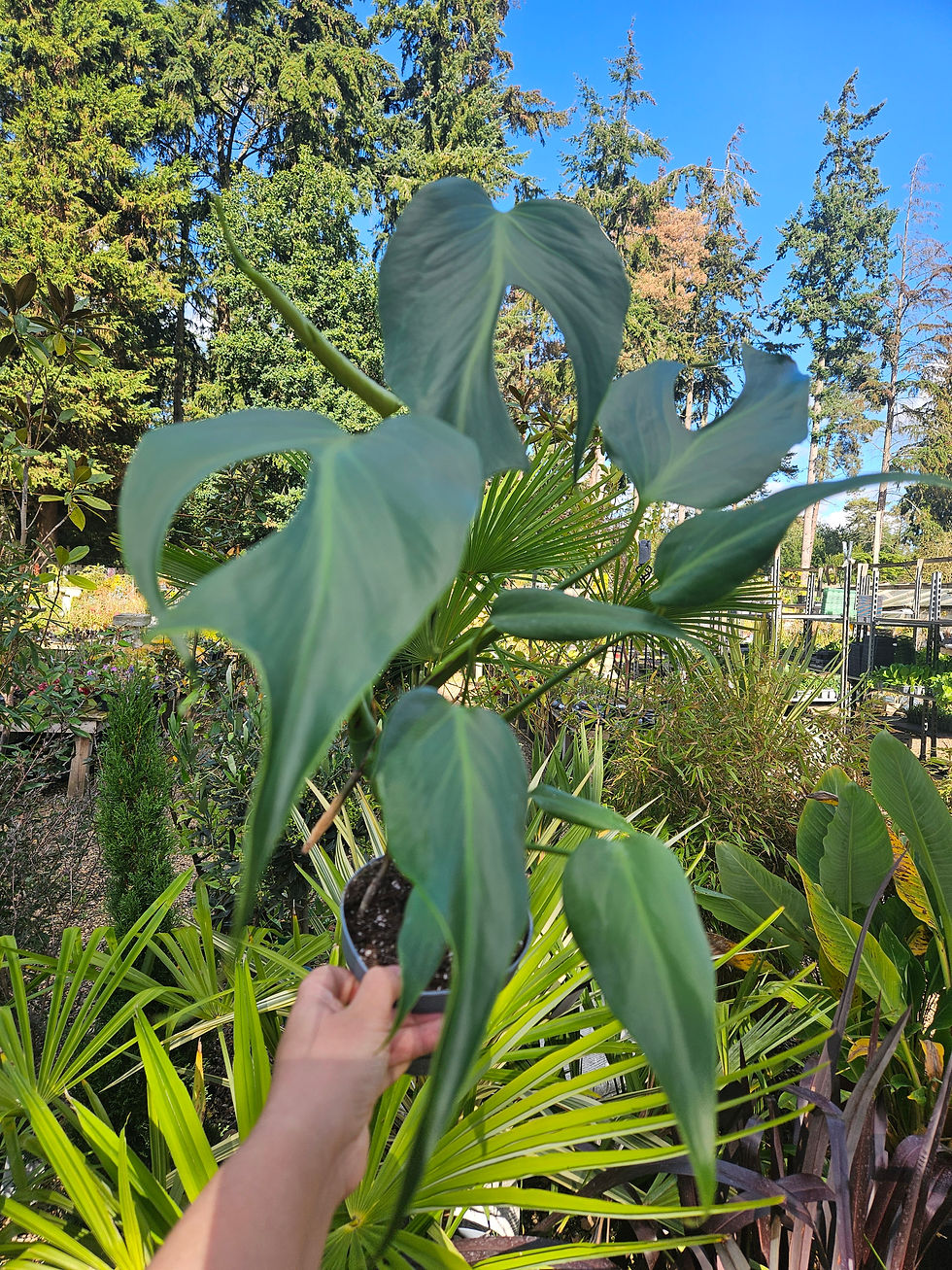 Thumbnail: Monstera Burle Marx Flame