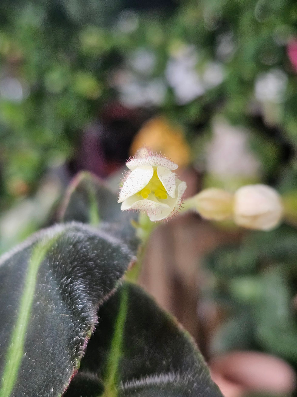 Thumbnail: Begonia Listada