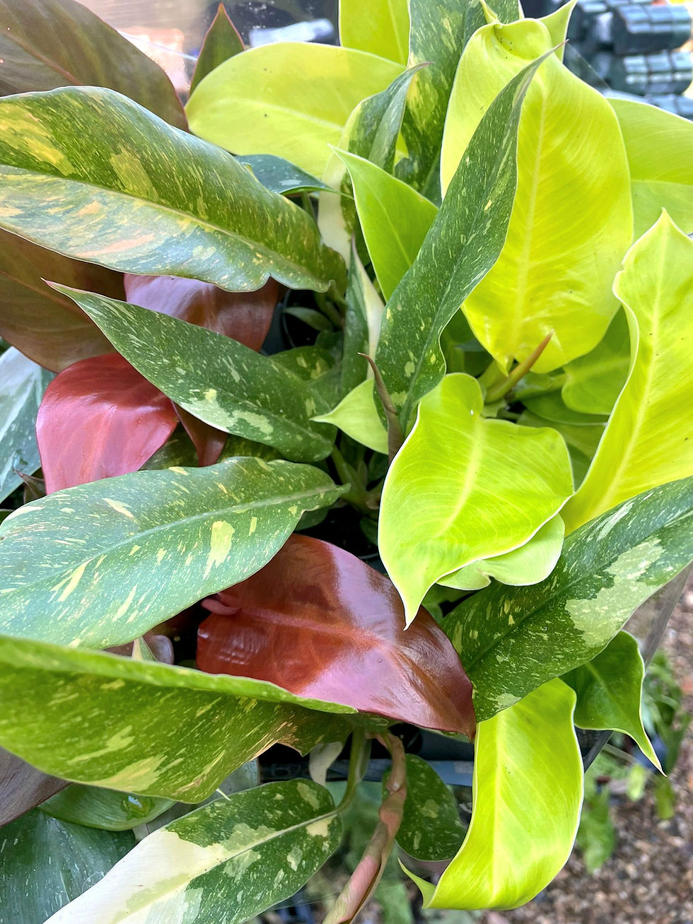 Philodendron Range 6cm