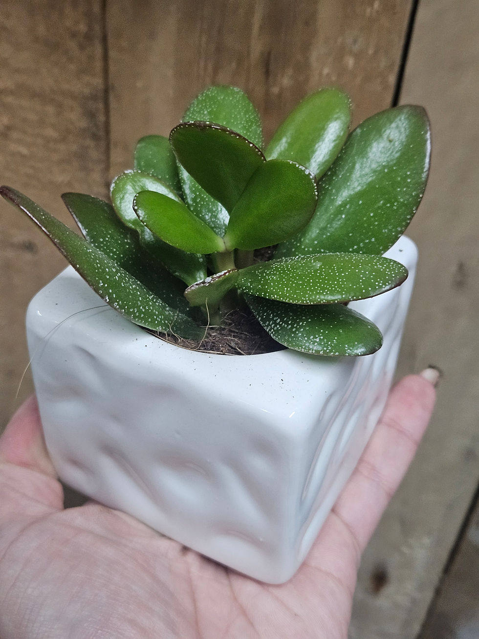Thumbnail: Succulent and Pot combo