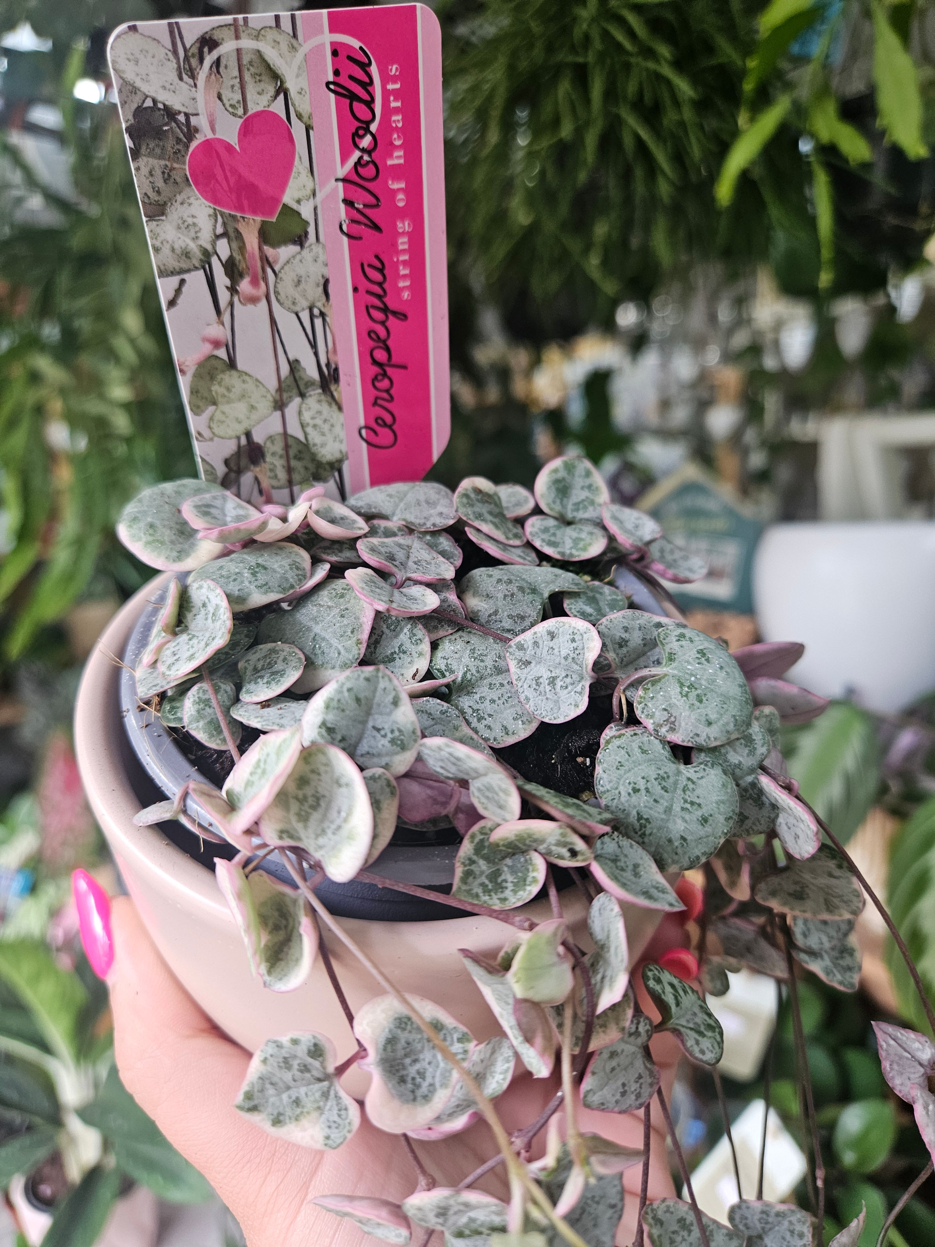 Ceropegia Variegata