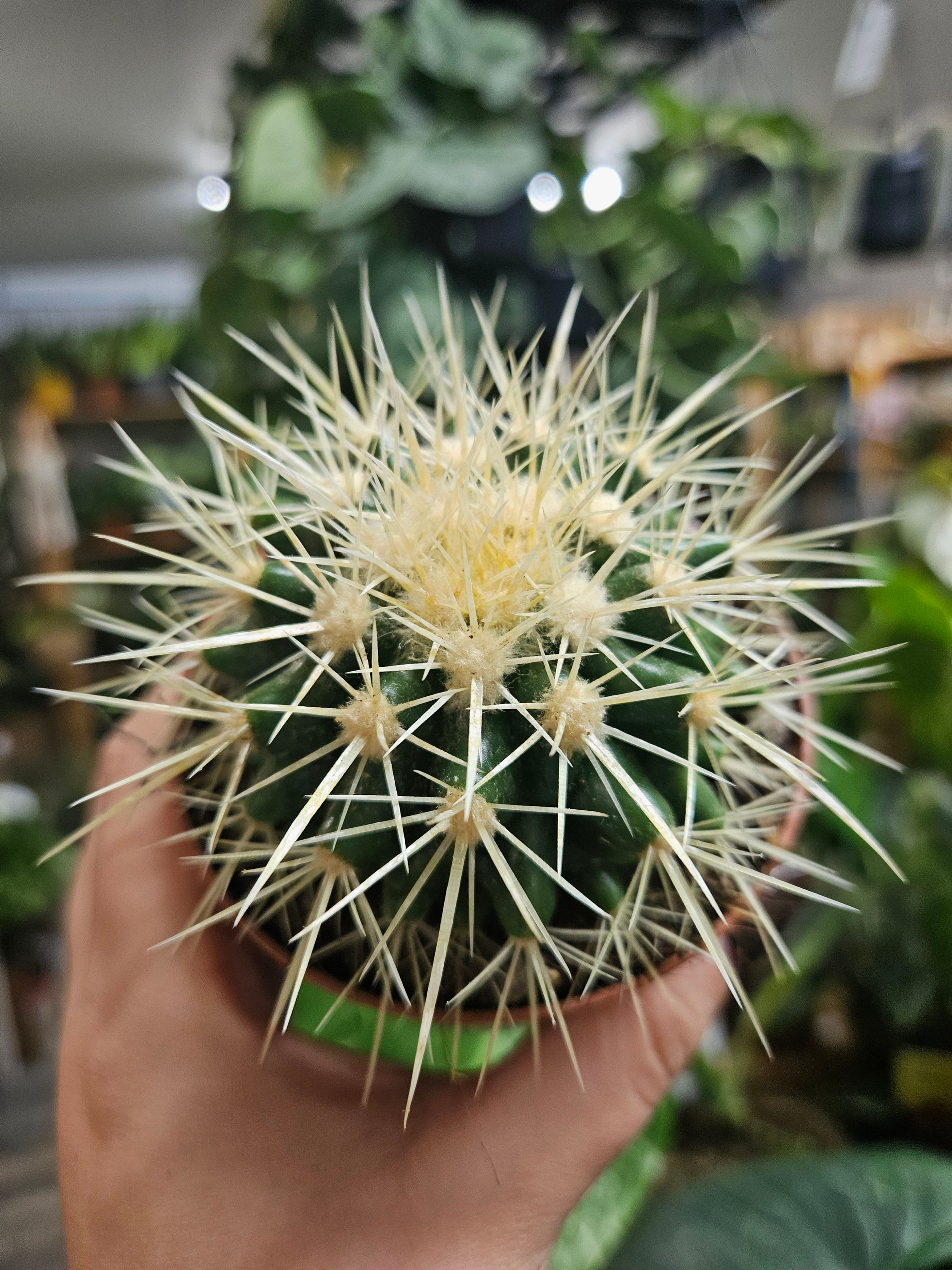 Bolcactus
