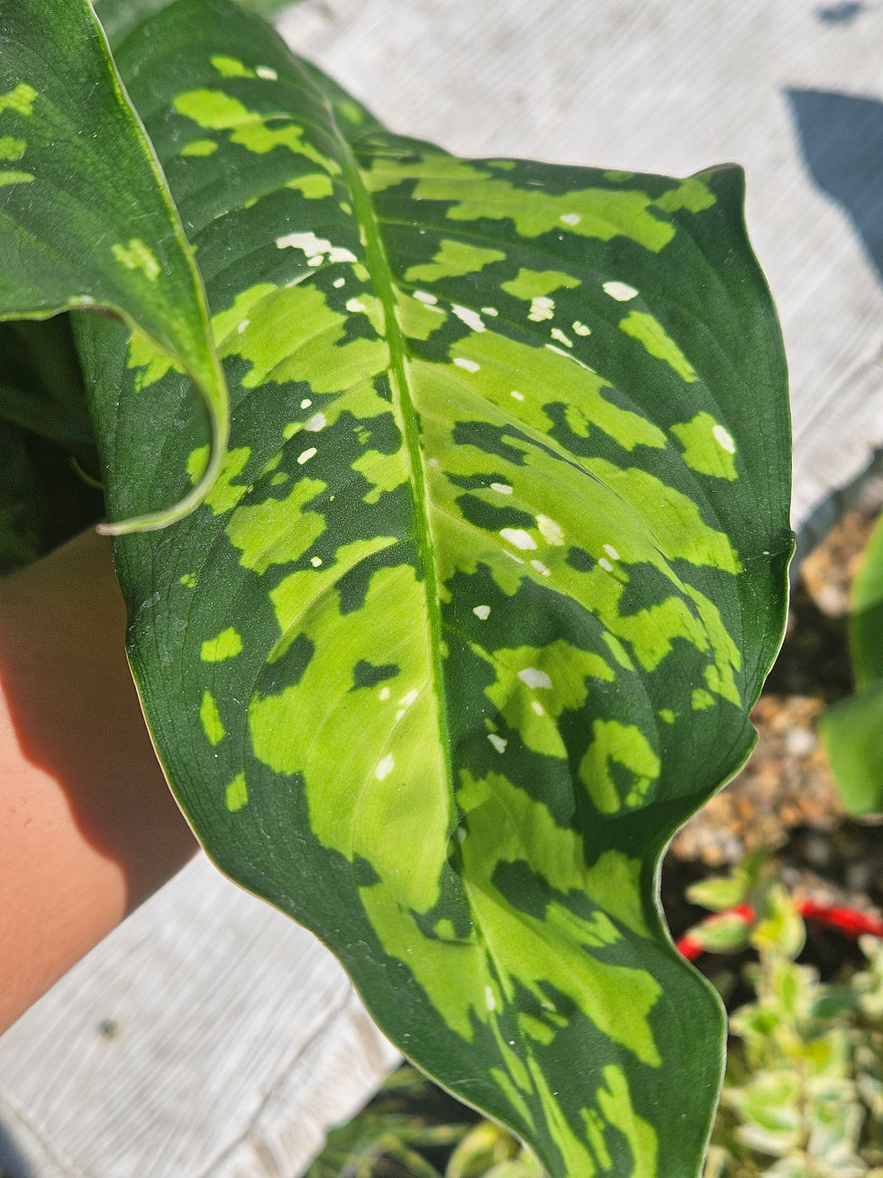 Thumbnail: Dieffenbachia Spotty