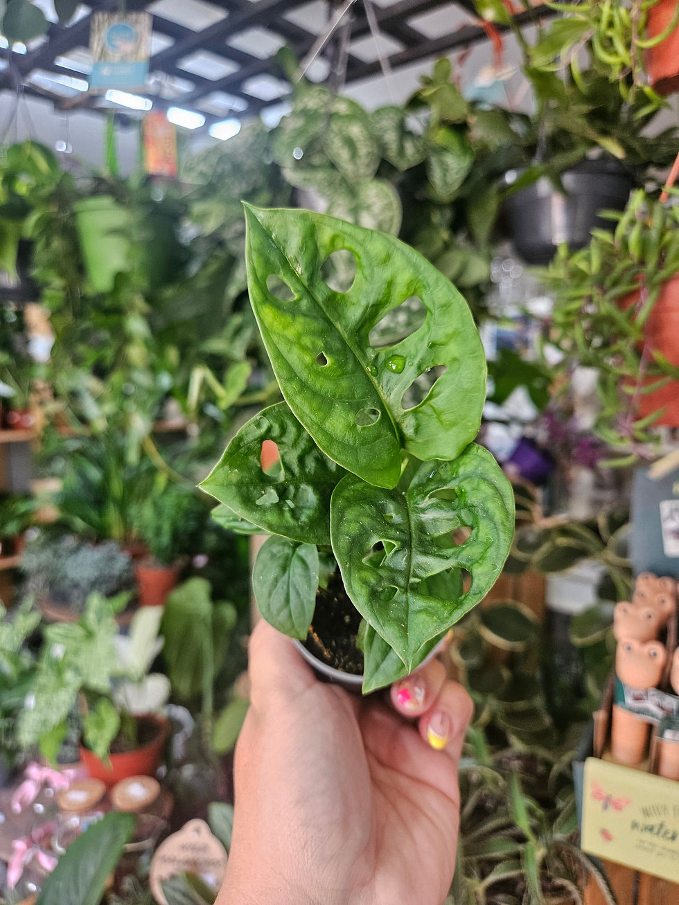 Thumbnail: Monstera Adansonii 