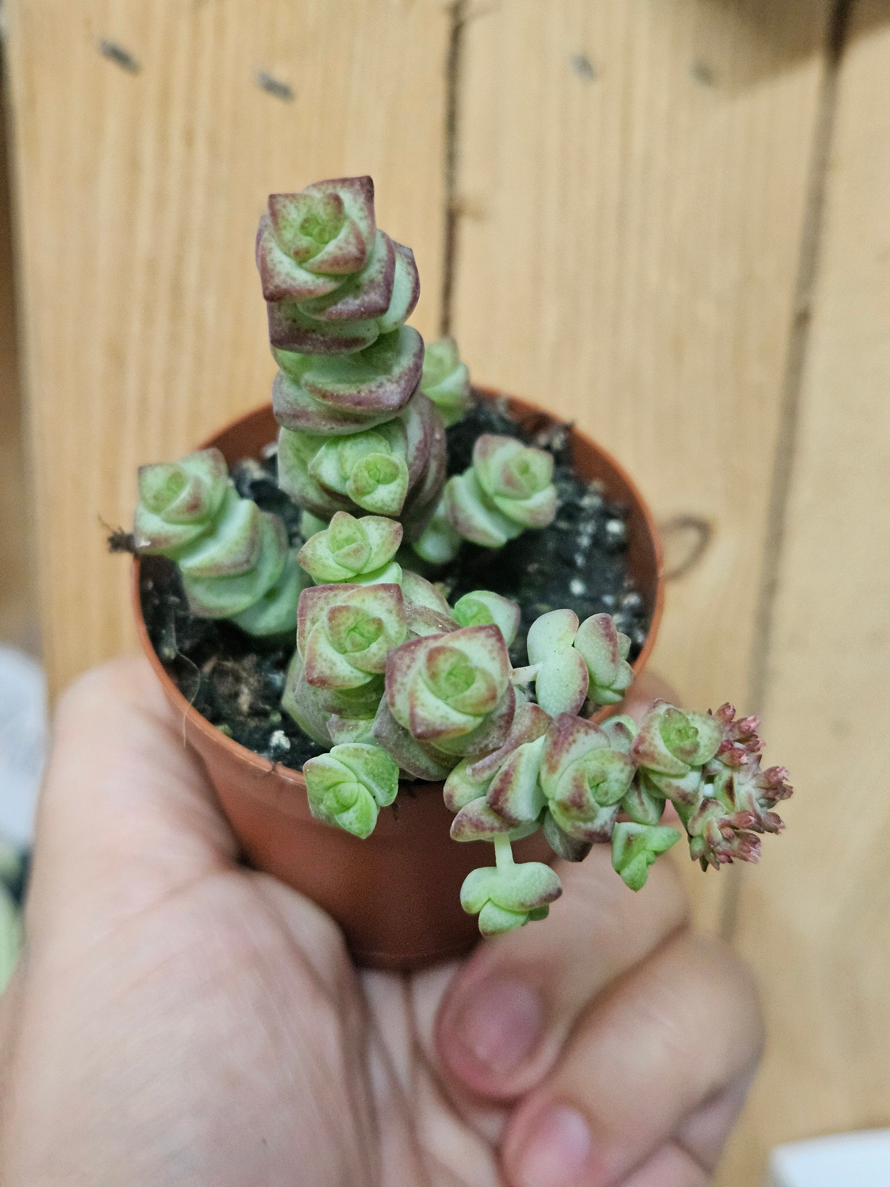 Crassula Marneriana
