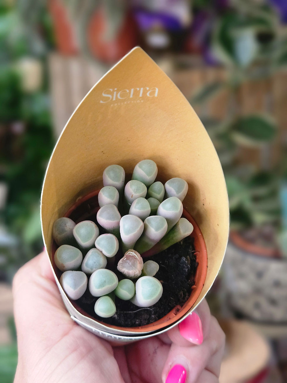 Thumbnail: Lithops