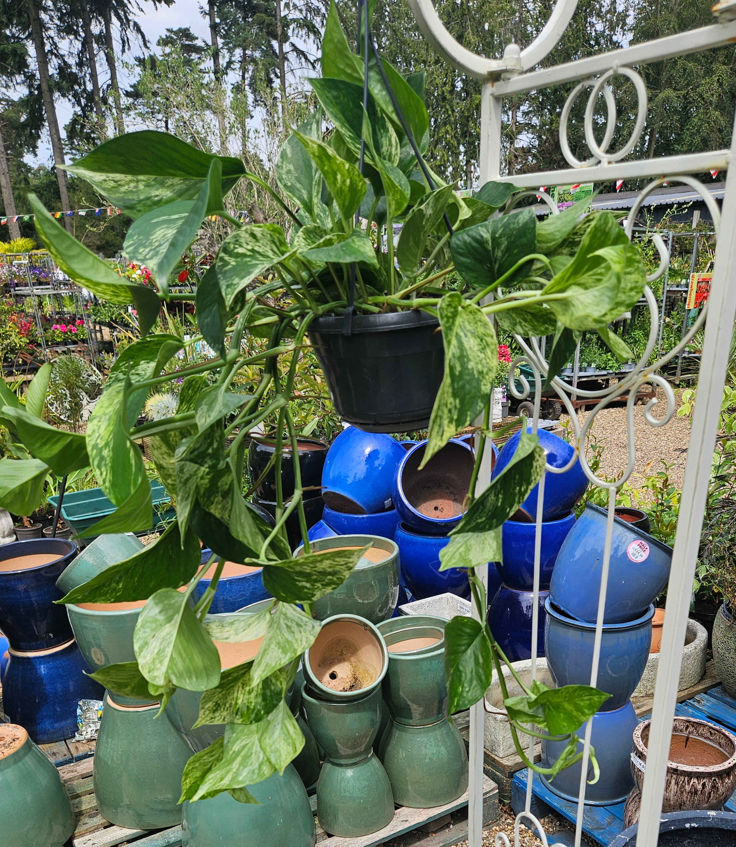 Epipremnum Marble Queen