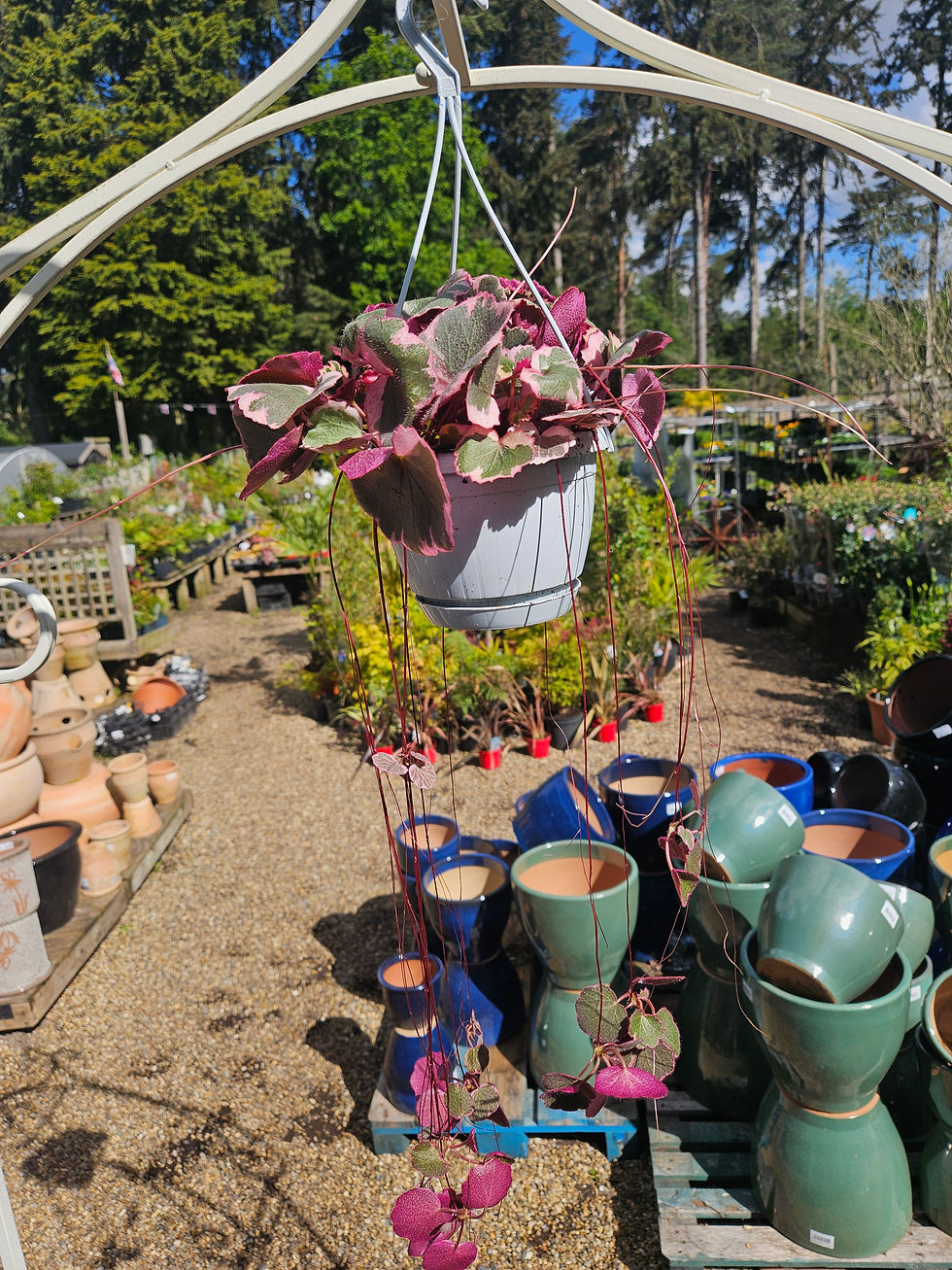 Thumbnail: Saxifraga Tricolour hanger