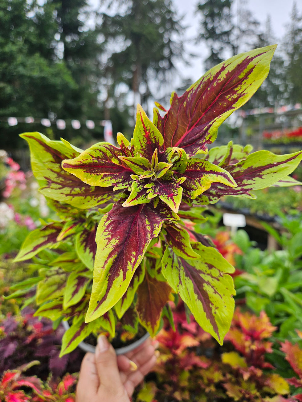 Thumbnail: Coleus Selection 