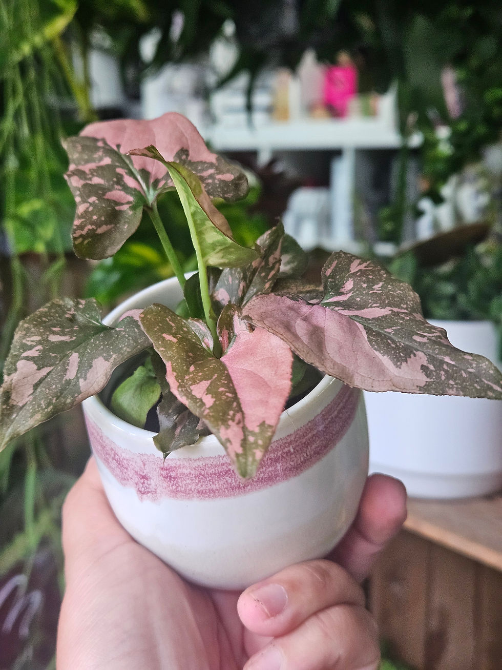 Thumbnail: Syngonium Pink Splash