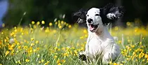 little dog happy.webp