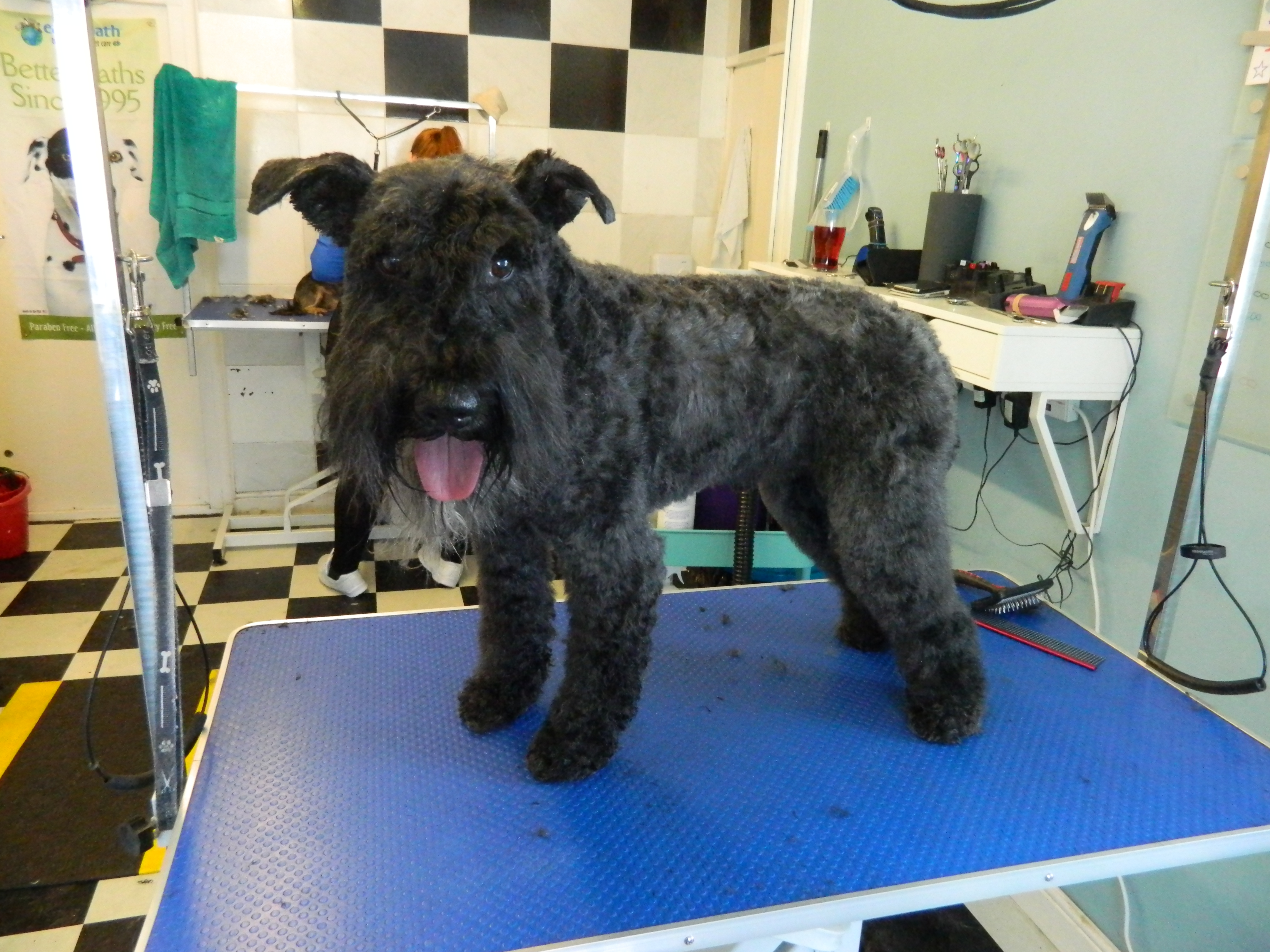 Kerry Blue Terrier