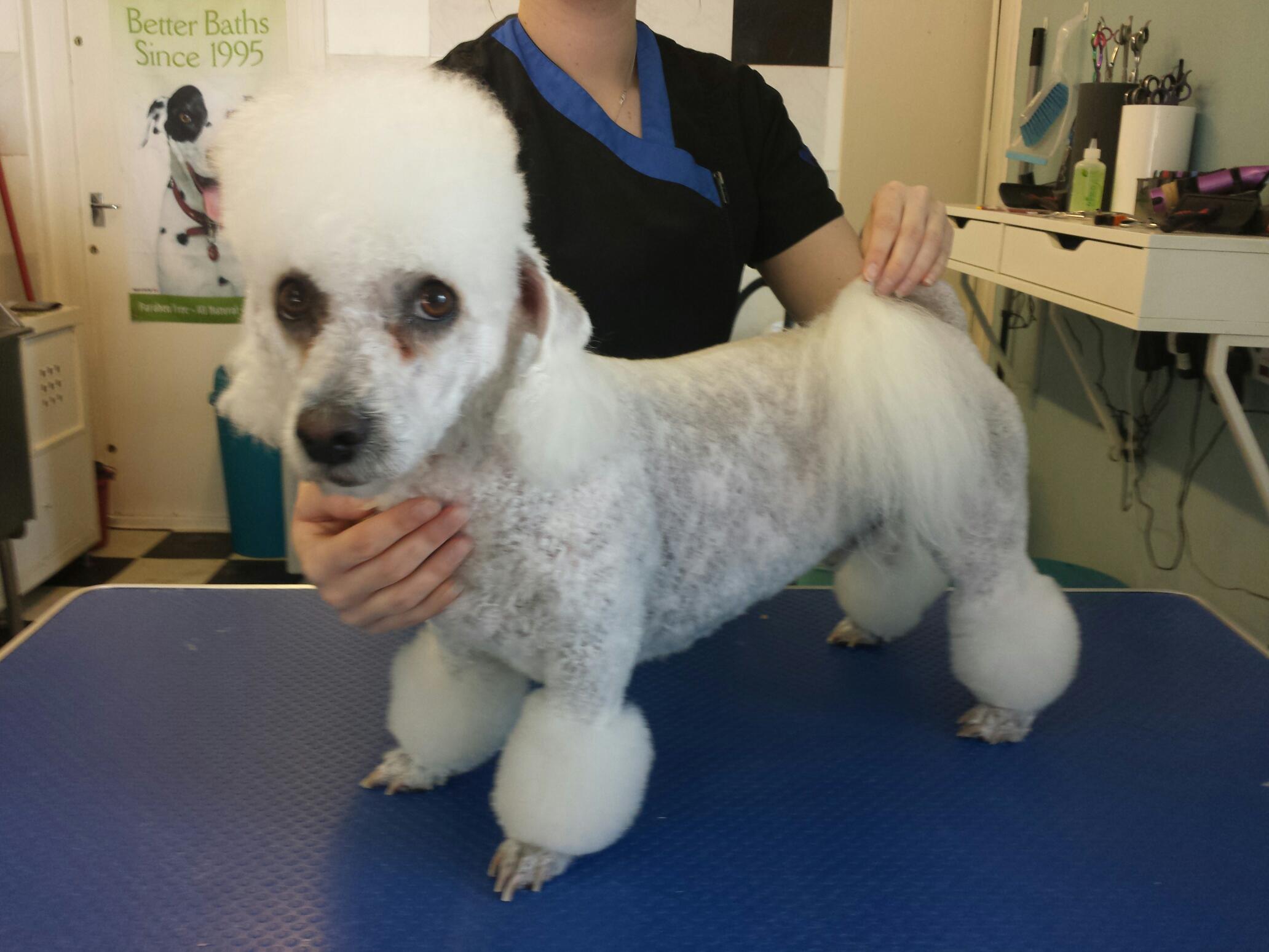 Scrappy the bichon