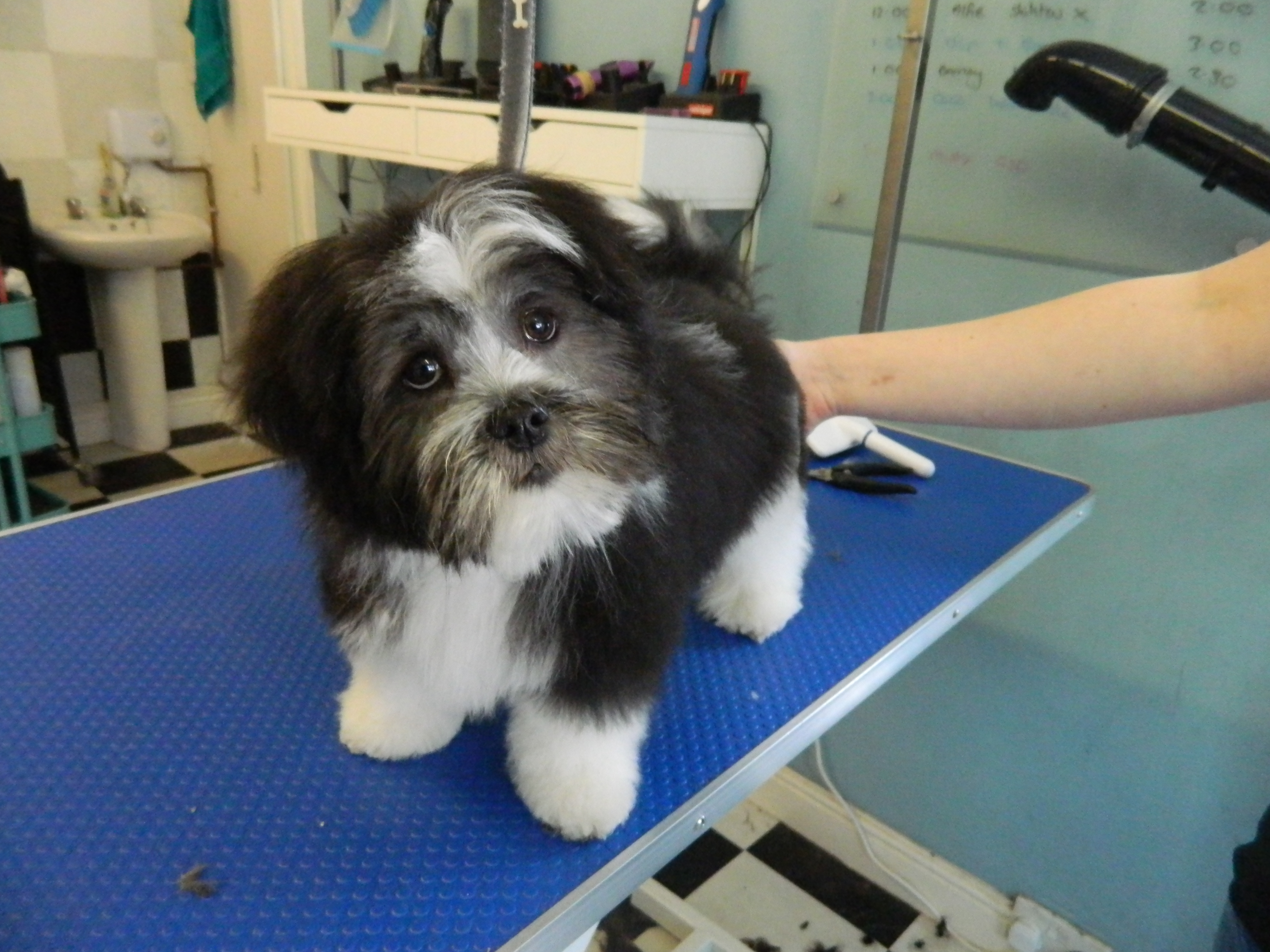 Lhasa Apso