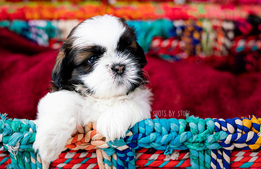 Puppies Photoshoot Mumbai