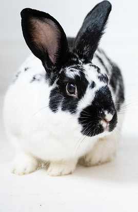 RB90 Kringle_edited.jpg