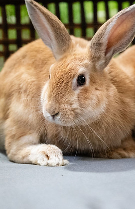 RB105 Celadon_edited.jpg