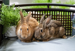 Cerulean and Lavender