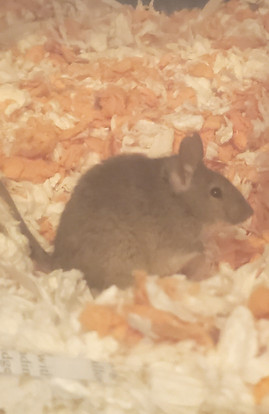 MS116 Bundt_edited_edited_edited.jpg