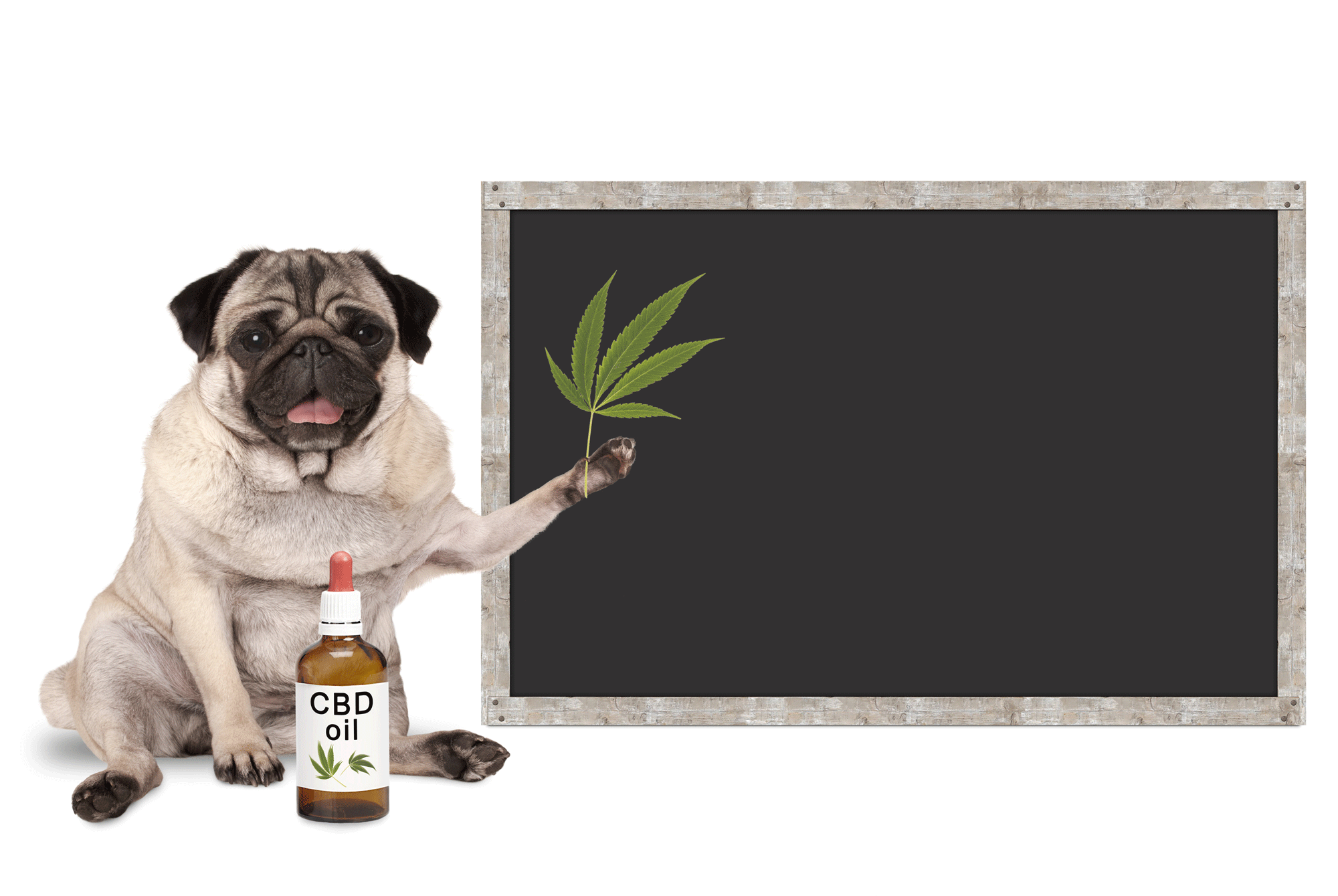 BarknBig-CBD-for-Pets.gif