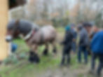 traction animale cheval de trait ardennais .jpg