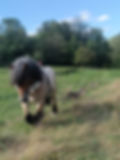 cheval de trait ardennais .jpg