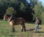 débardage trait ardennais