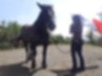 ethologie cheval de trait