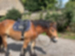ethologie cheval de trait