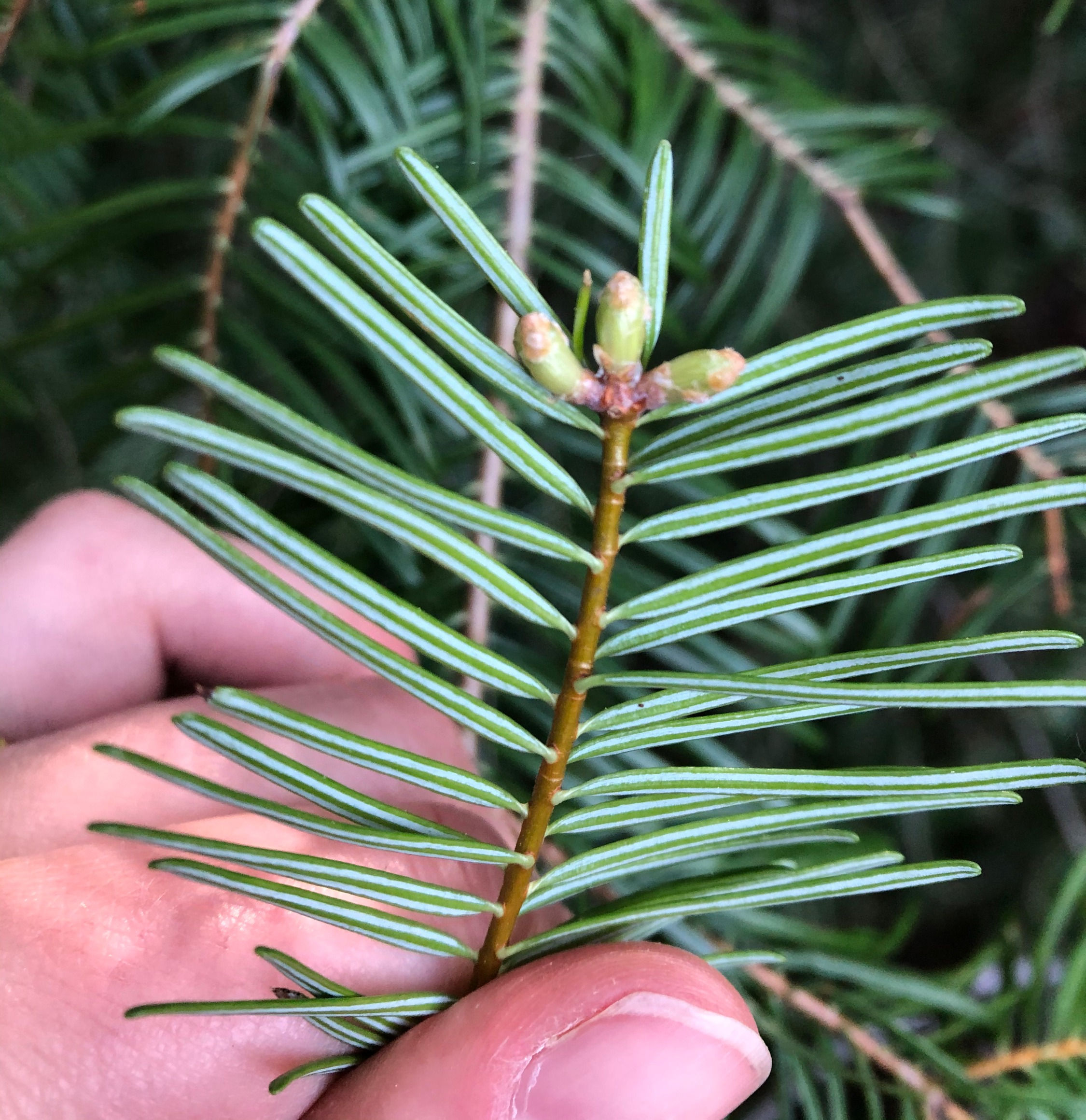 Tree Identification for Kids at Lair Hill - July