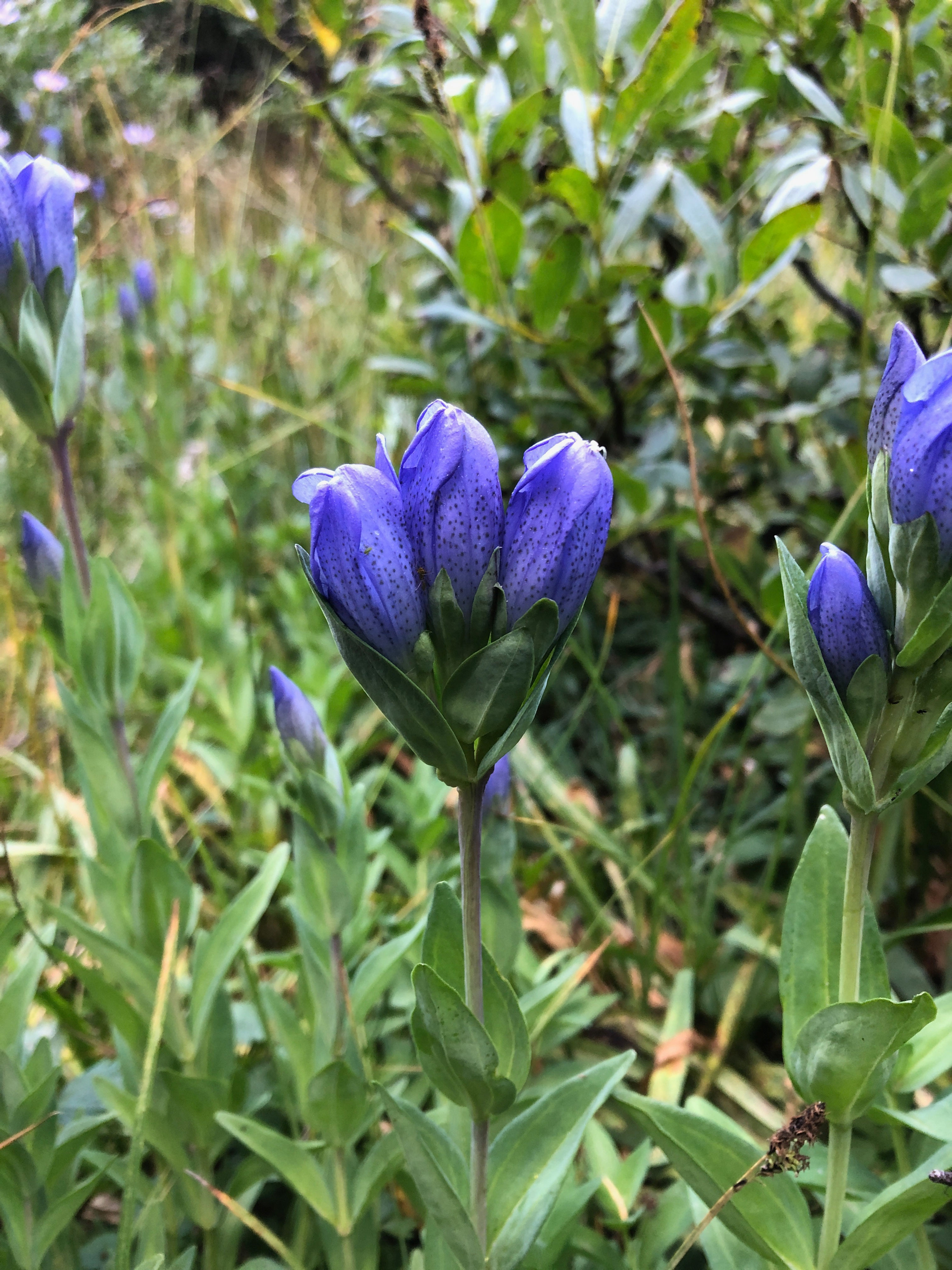 The Energetics of Herbs: Constitutional and Holistic Herbalism