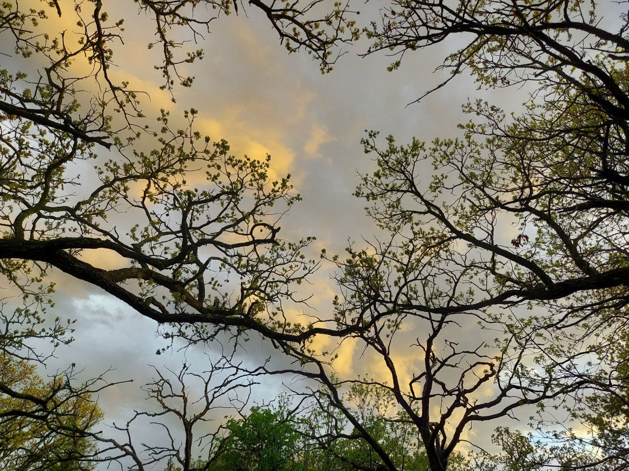 Trees Holding Hands PRINT