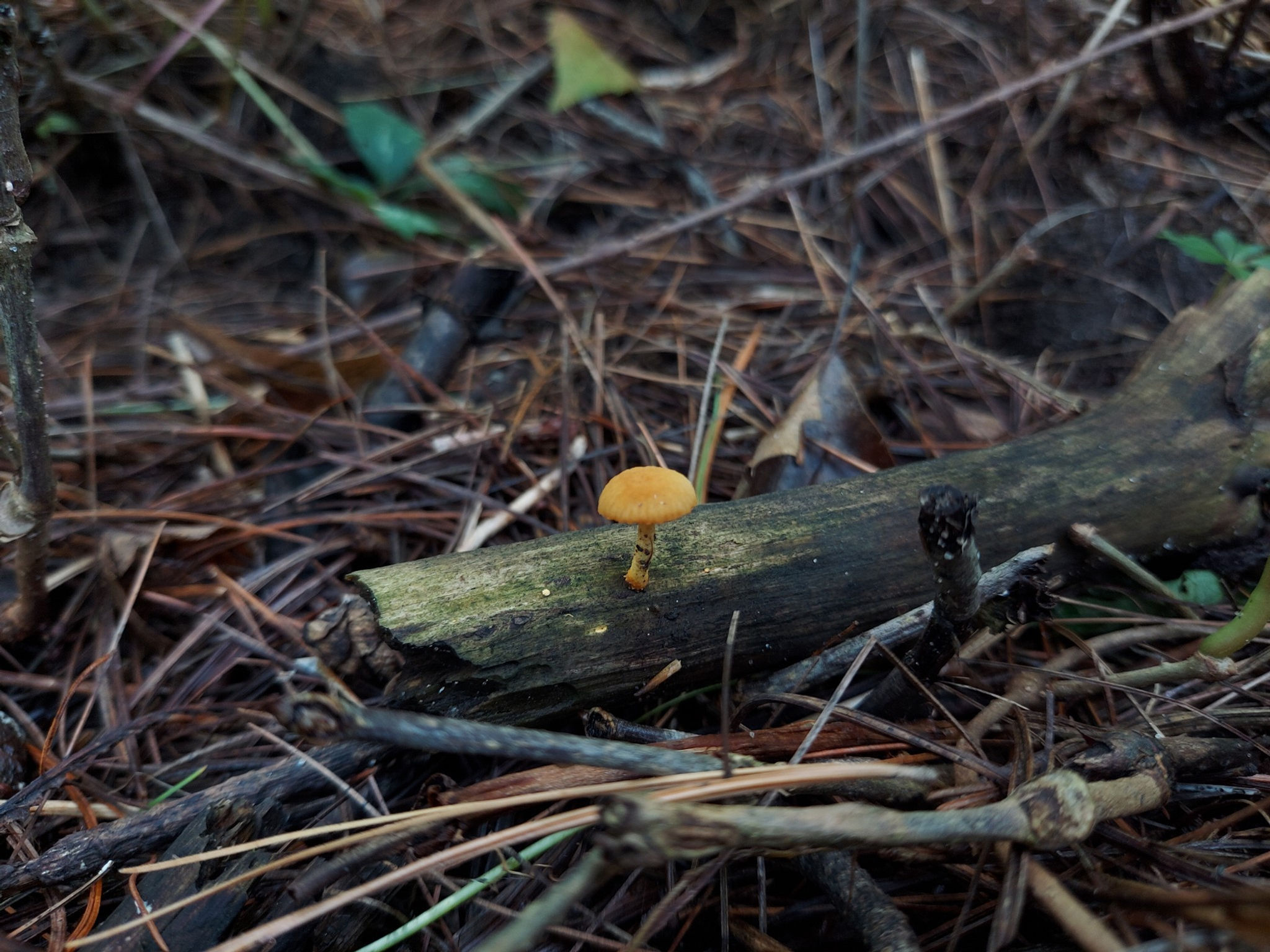 Little Orange Mushroom PRINT
