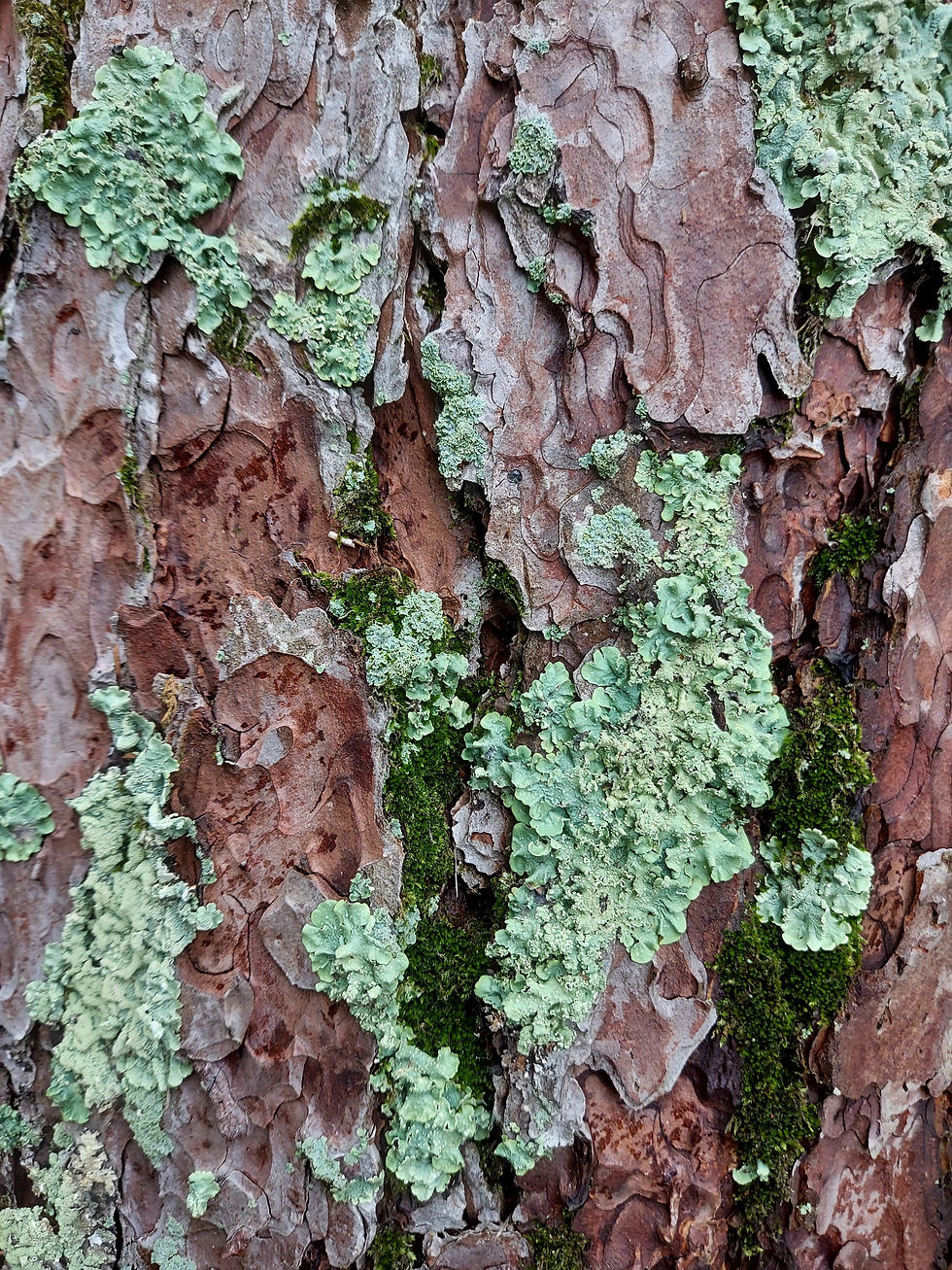Lichen On Red Pine PRINT