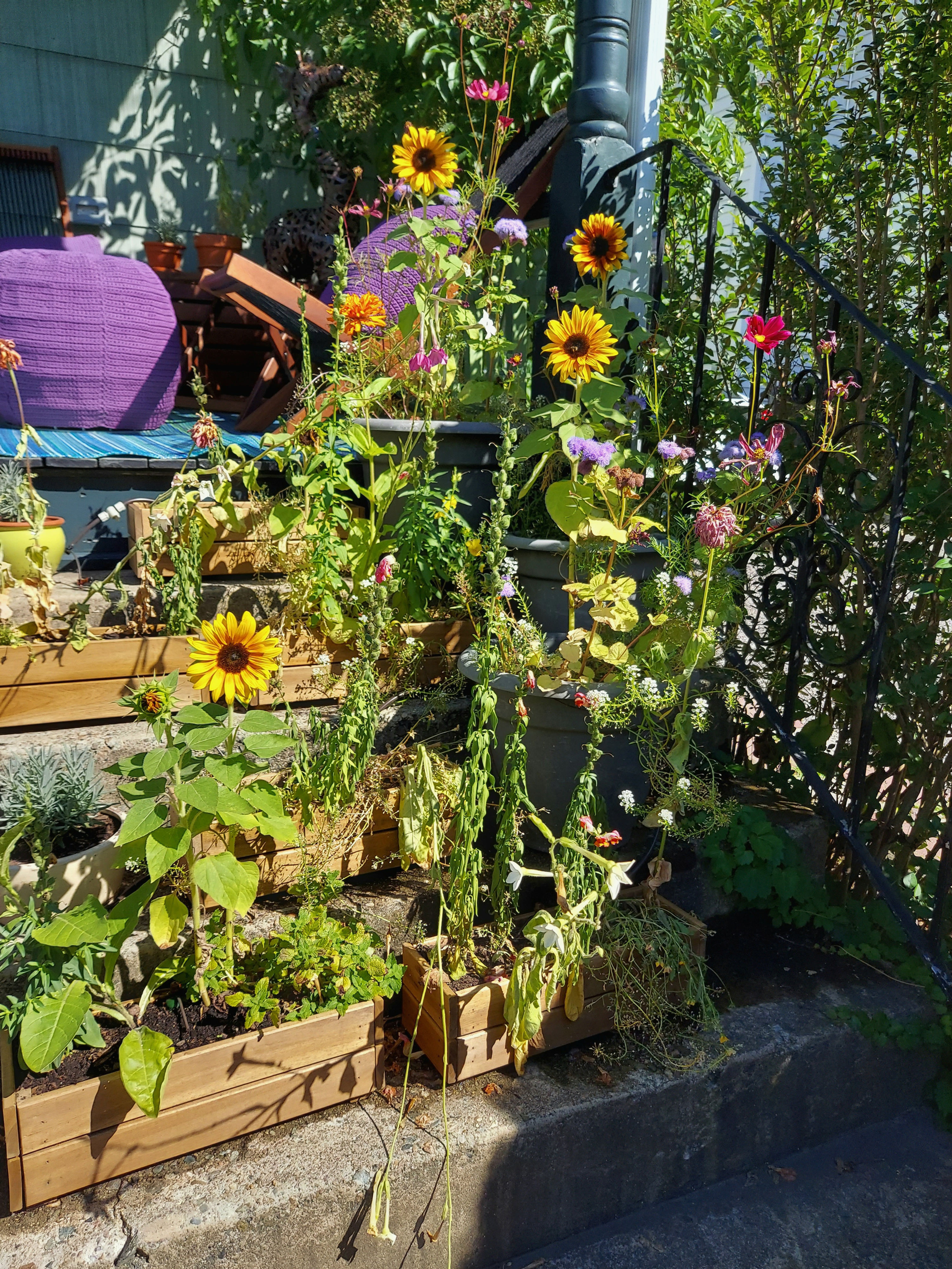 Sunflowers on Steps PRINT