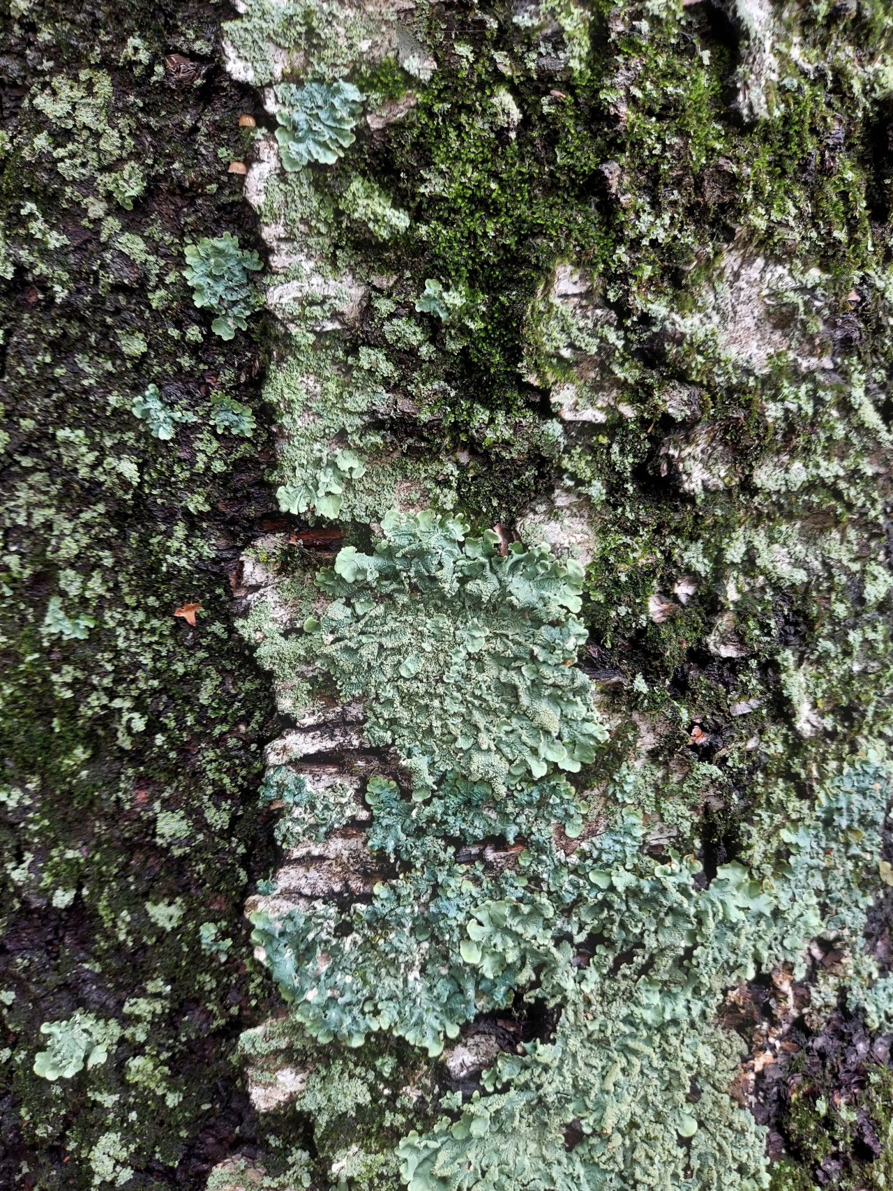 Lichen On Birch Tree PRINT 1