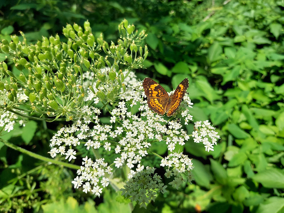 Silvery Checkerspot Butterfly PRINT 1