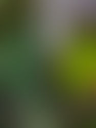 Birch Tree & Foliage