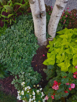 Birch Tree & Foliage