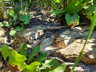 Painted Lady Butterflies