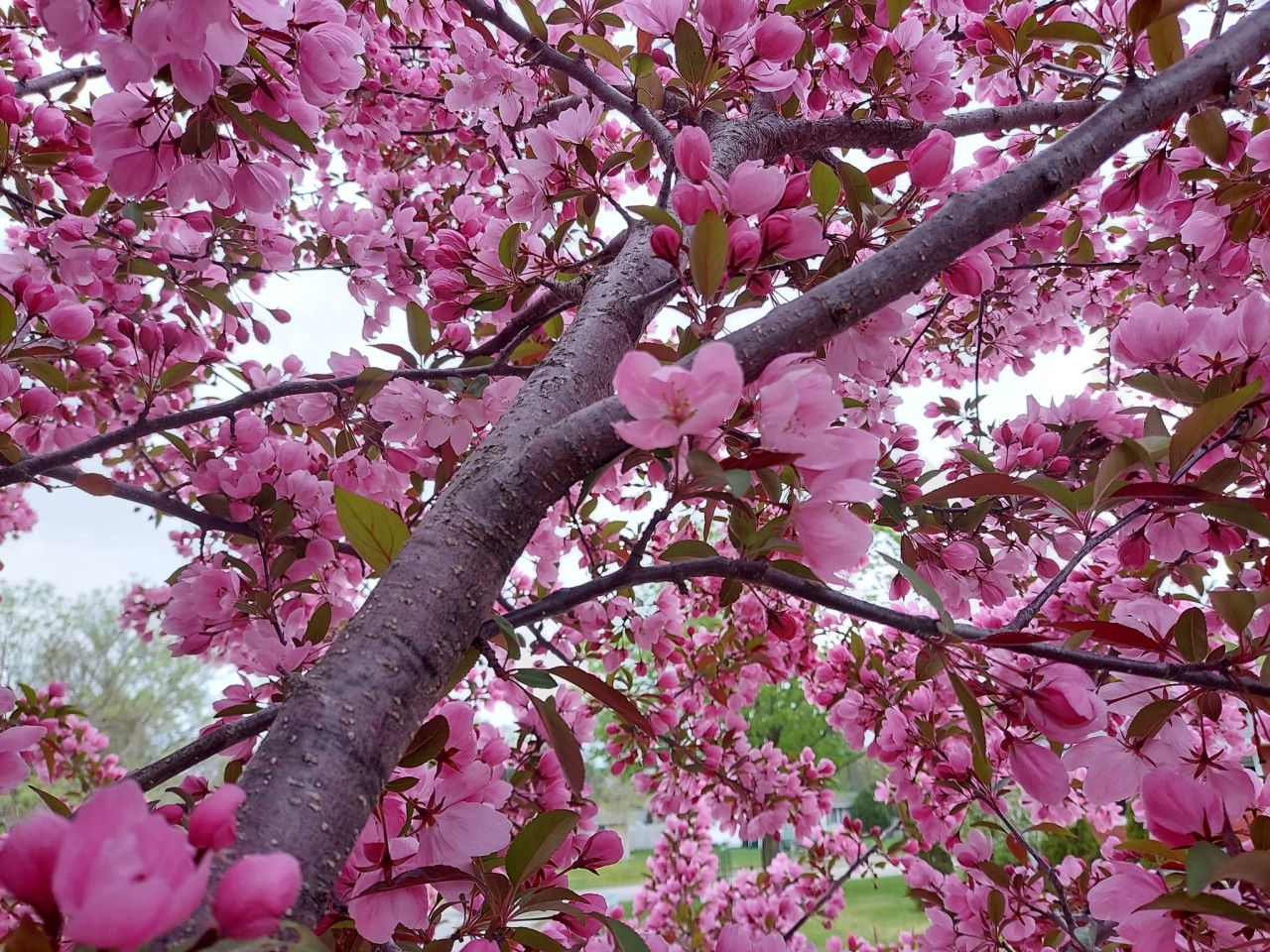 Cherry Blossoms PRINT