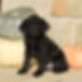 Buddy - M.JPG