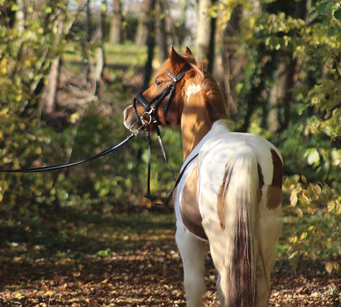 Winnetou_edited_edited.jpg