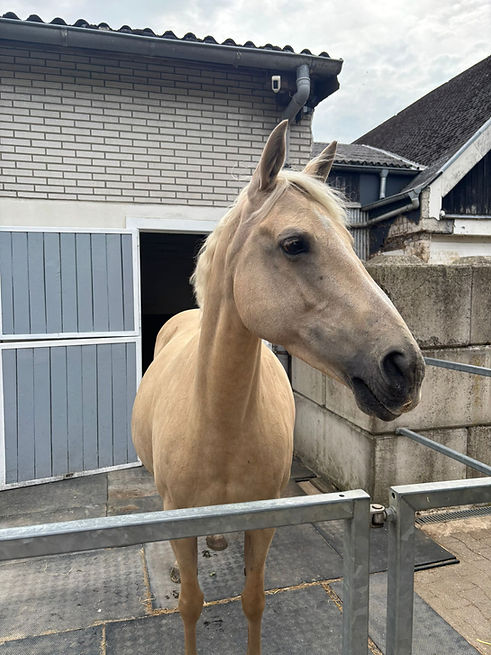 Cascabel (Bel)
