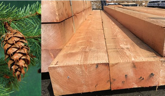 Douglas Fir Timber.jpg