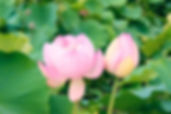 image2.jpeg