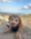 Salty Sea Dogs - Cockerpoo