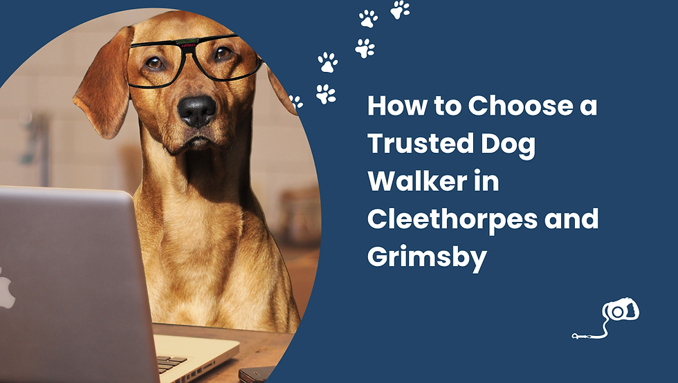 Dog wearing glasses sits at a laptop. Text reads: "How to Choose a Trusted Dog Walker in Cleethorpes and Grimsby." Blue background with paw prints.